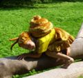 Snail Costume rent For Kids toddlers 
